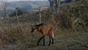 Lobo-guará no Ibiti - Areião